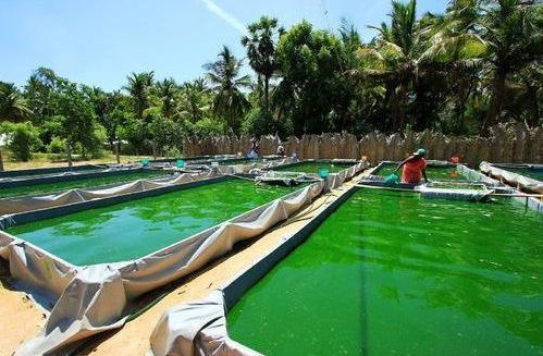 spirulina cultivation consultant in lucknow india