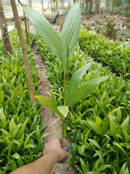 Areca Nut Plants