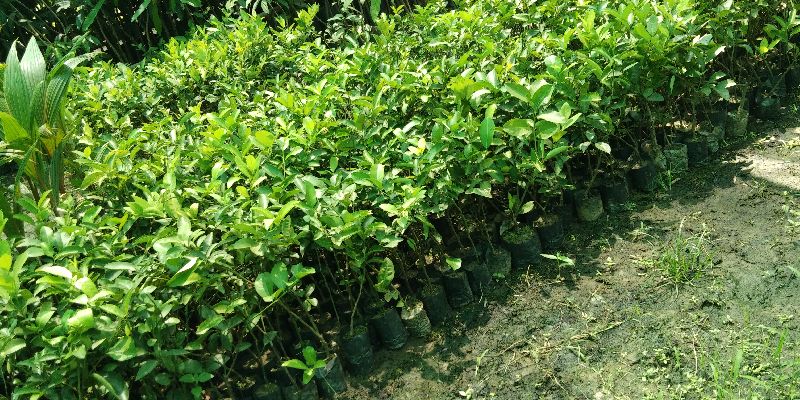 Assam Lemon Cutting Plant's
