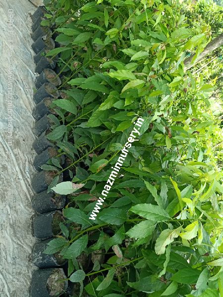 Avocado Grafted Plant