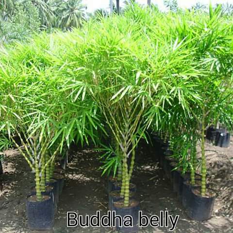 Buddha Belly Bamboo Plants