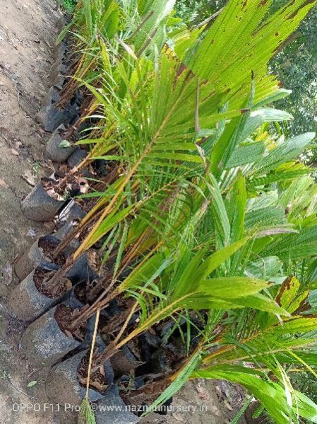 Dwarf Coconut Plant's
