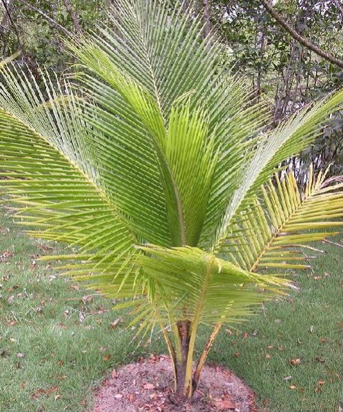 Dwarfs Coconut Plant's