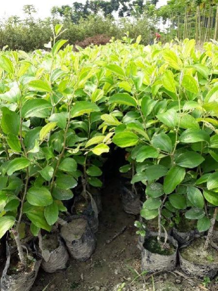 Jujube Appleber Grafted Plants