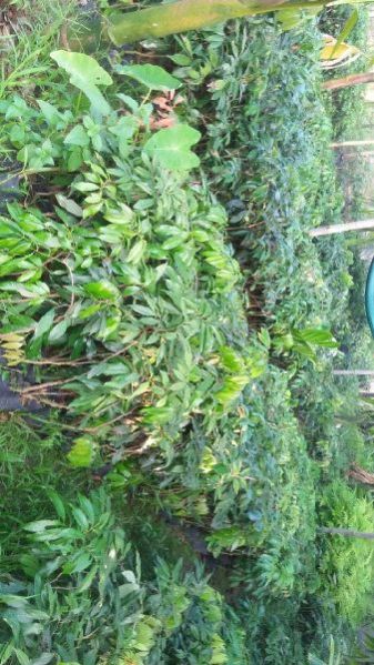 Litchi Brewster fruit Plant
