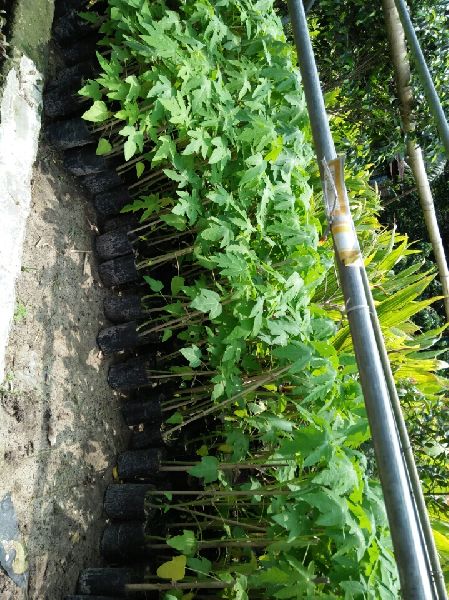 Papaya Hybrid Plant
