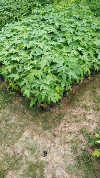Papaya Hybrid Plant