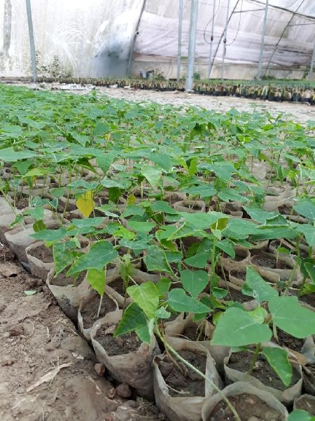 Red Leady Papaya Plant's