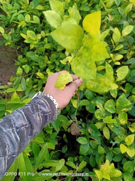 Round Lemon Cutting Plant's