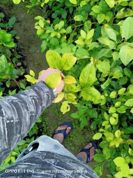 Round Lemon Cutting Plant's