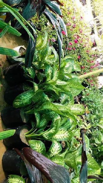 Stromanthea Plant