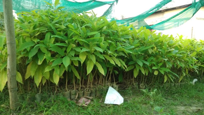 Titachapa Plants