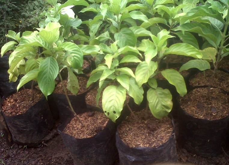 Mussaenda Plant's