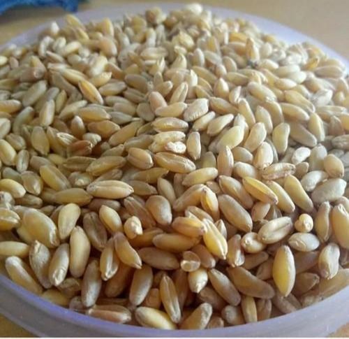 Bansi Wheat