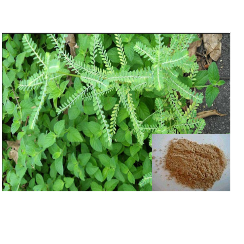Phyllanthus Extract