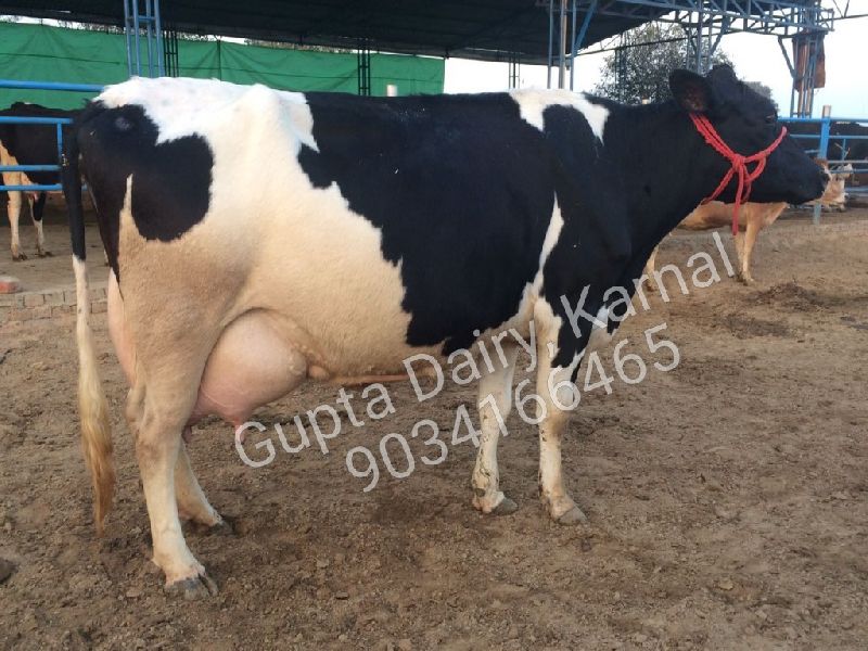 Holstein Friesian HF Cow Dealer Supplier In India