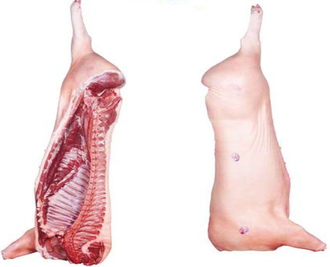 Frozen Pork Carcass