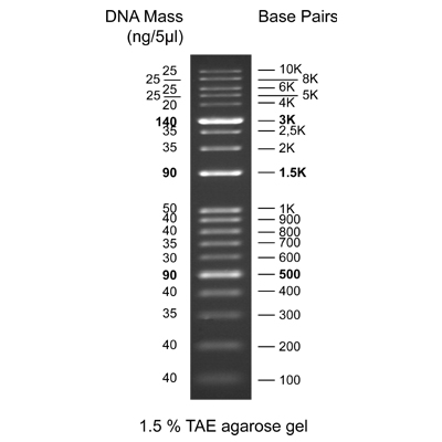 KPlus DNA Ladder