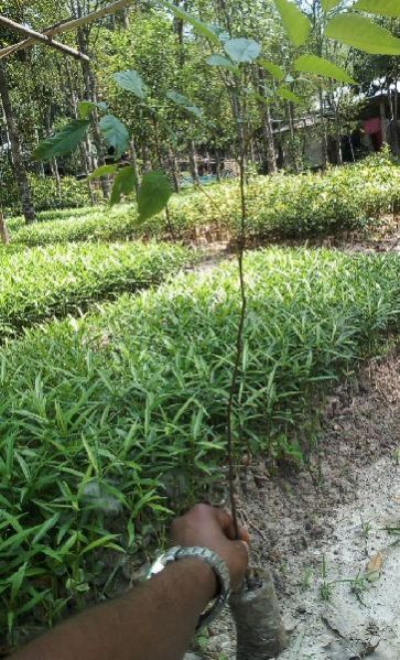 Bogipoma Plants