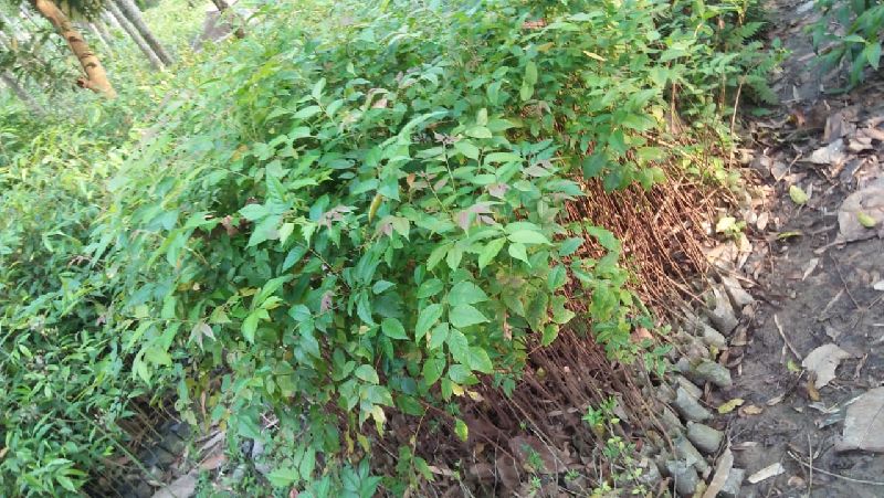 Bogipoma Plants