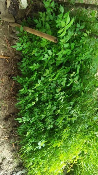 Bogipoma Plants