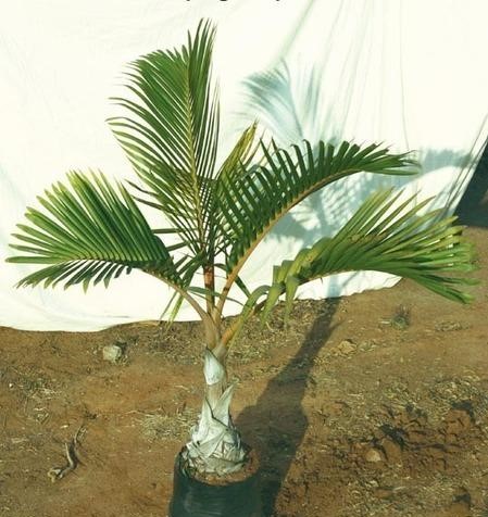 Champagne Palm Tree