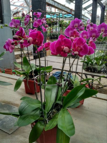 Dendrobium Red Bull Orchids Plant's
