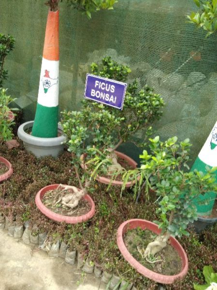 Ficus Bonsai Plants
