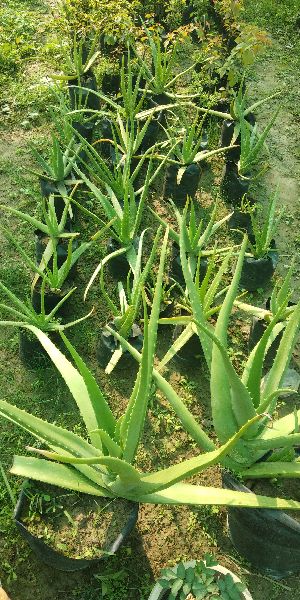 Green Aloe Vera Plant
