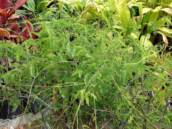 Indian Liquorice Plant