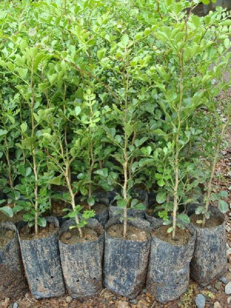 Kaamini Kanchan Plants
