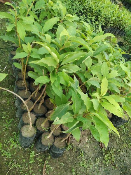 Magnolia Champaca Plants