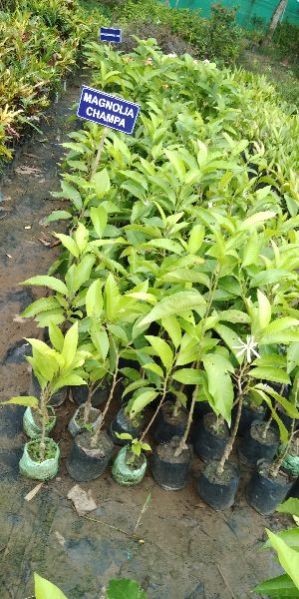 Magnolia Champaca Plants