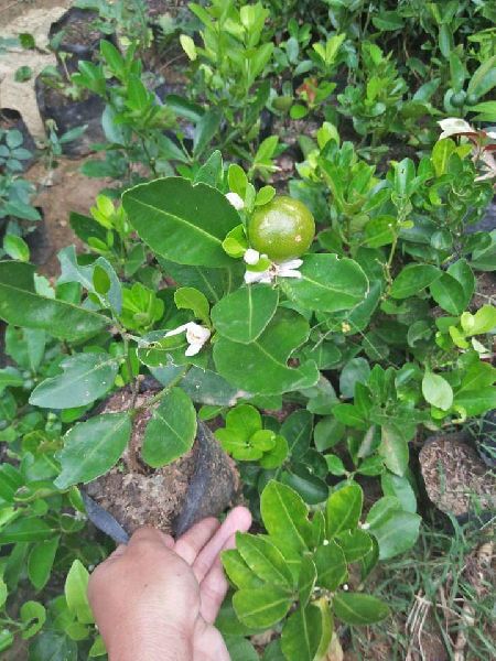 Marcotted Calamansi Plant