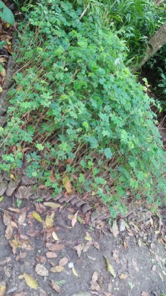 Rain Tree Plants