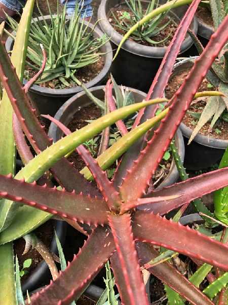 Red Alovera Plants