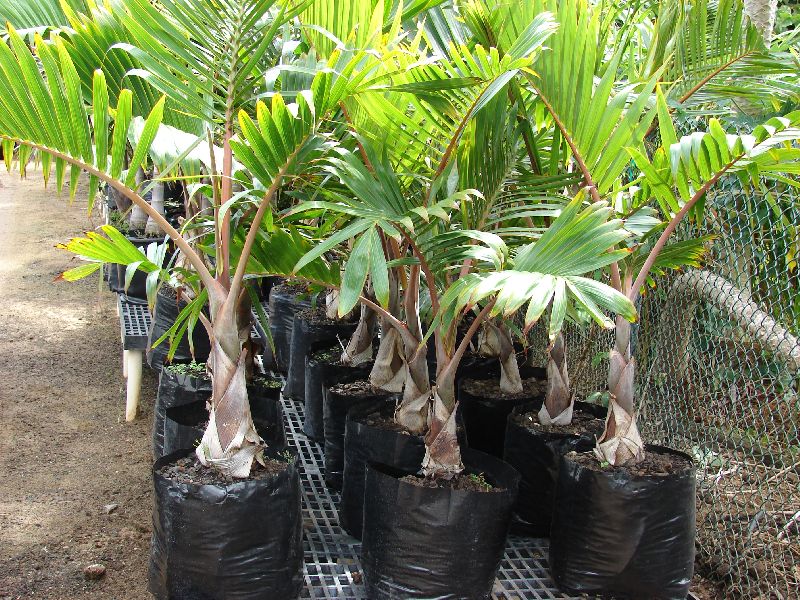 Rexona Palm Tree