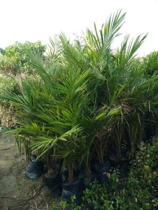 Royal Bottle Palm Plant