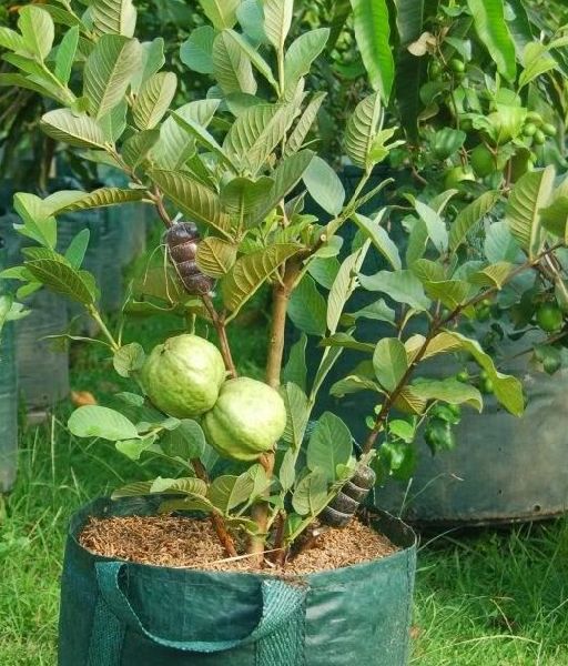 Thailand Guava Plant's