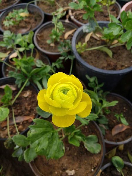 Yellow Rose Plant's