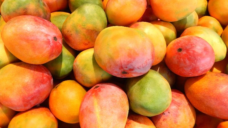 Fresh Alphonso Mango