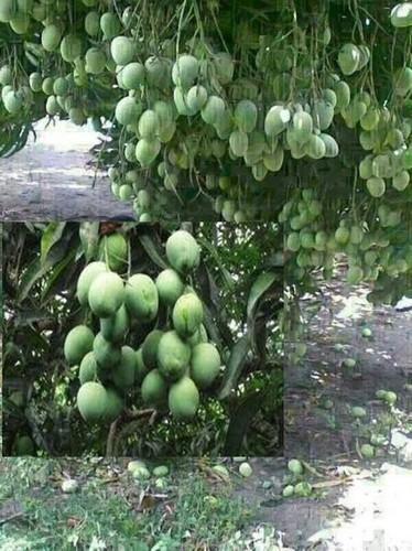 Mango Plant Growth Regulator