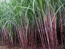 Sugarcane Plant Growth Regulator