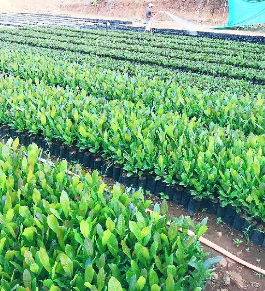 Kaju Plants