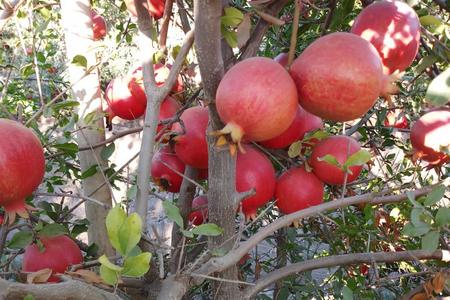 Tissue Culture Pomegranate Plants
