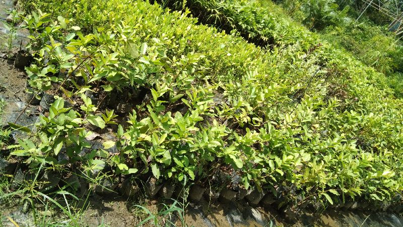 Guava L-49 Seedling