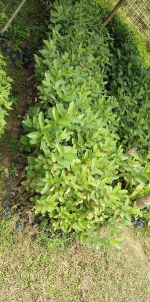 Guava L-49 Seedling