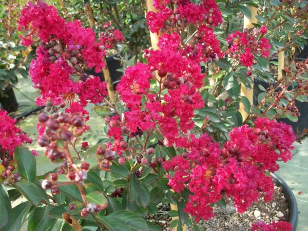 Lagerstroemia Indica Red Plant