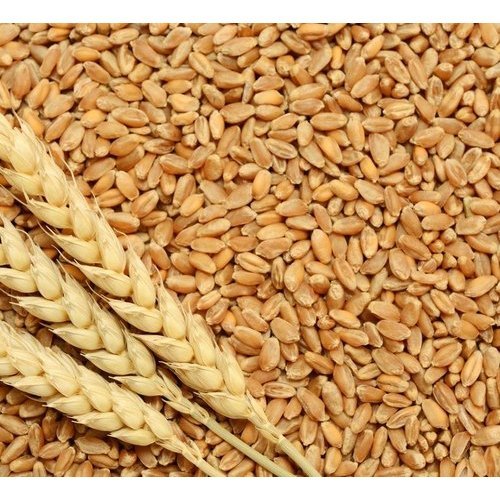 Organic Wheat Seeds