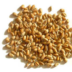 Sona Moti Wheat